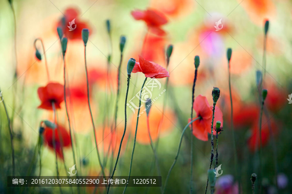 紅玉米罌粟花
