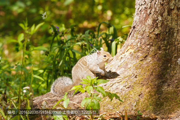 樹(shù)干上的Gray,Squirrel,Perched