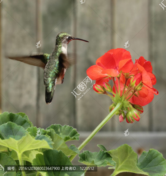 蜂鳥和Flower