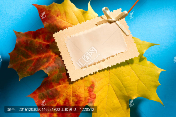 藍(lán)色背景上的葉子和卡片
