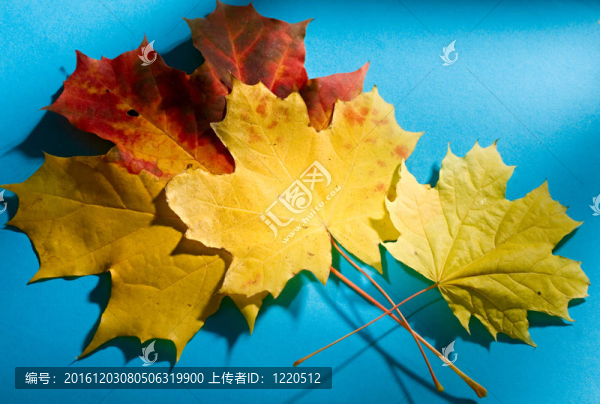 藍(lán)色背景上分離的葉子