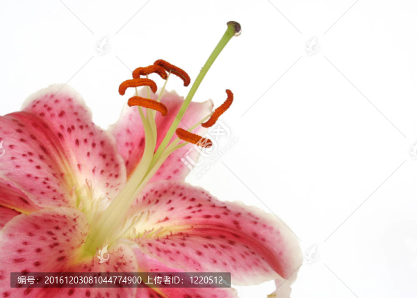 莉莉
