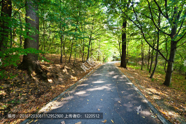 胡同穿過公園
