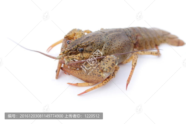 小龍蝦