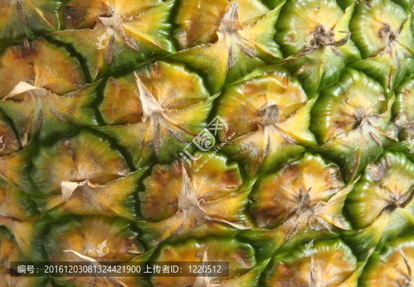 菠蘿的細(xì)節(jié)