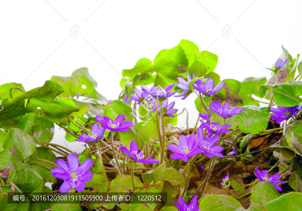 深藍(lán)色的雪花