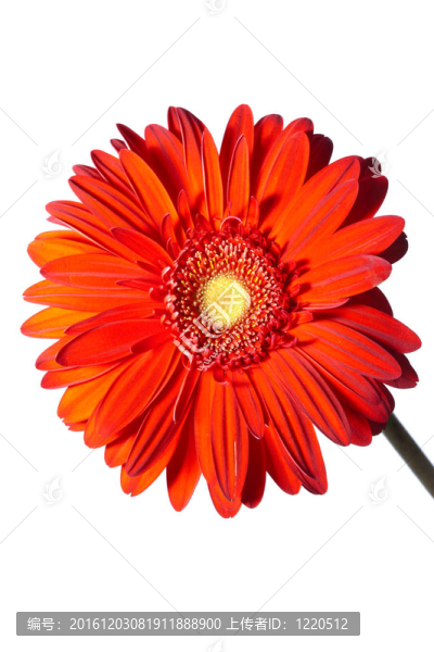 白色背景上的Gerbera,Flower