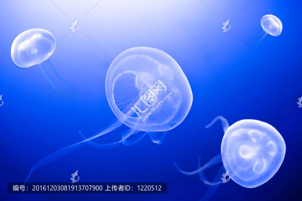 水母的水下圖像