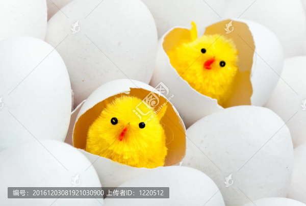 雞蛋殼里的新生雞