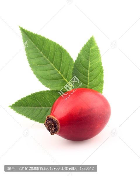 狗薔薇