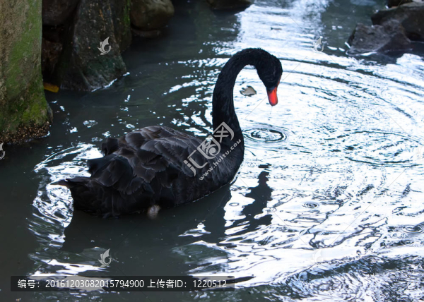 黑天鵝。水上的剪影