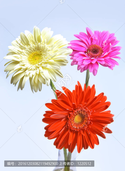 三明亮的花。Gerbera。