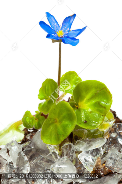 雪花蓮生長于冰；