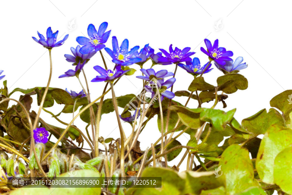 深藍(lán)色的雪花