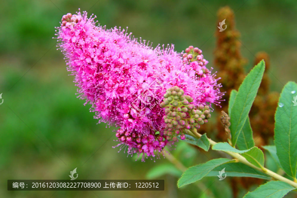 粉紅色的花序