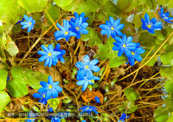 深藍(lán)色的雪花