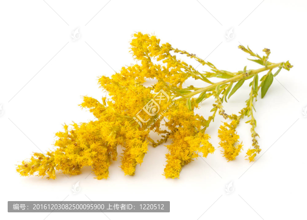一枝黃花