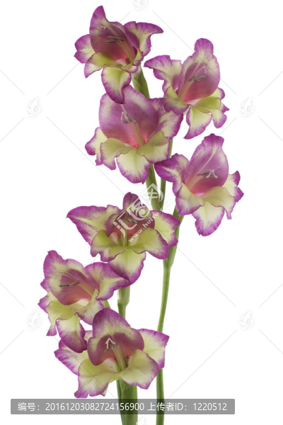 唐菖蒲