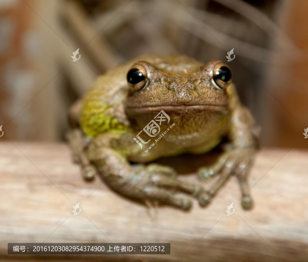 樹蛙