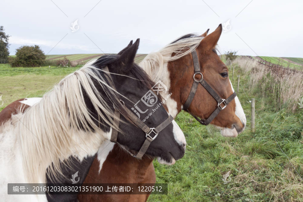 黑人與Brown,Horse