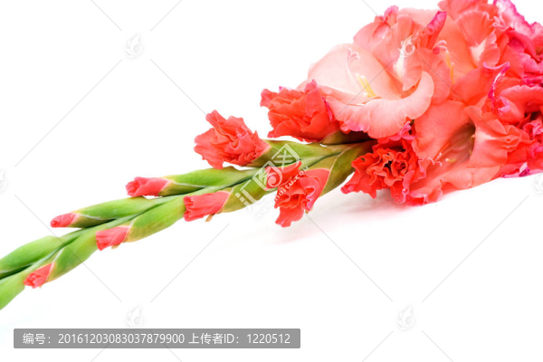 唐菖蒲