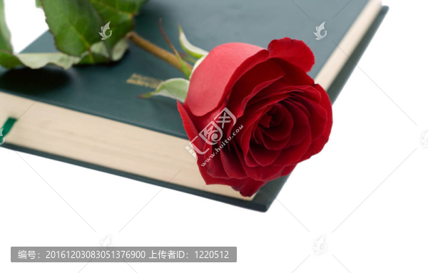 紅玫瑰在一本書