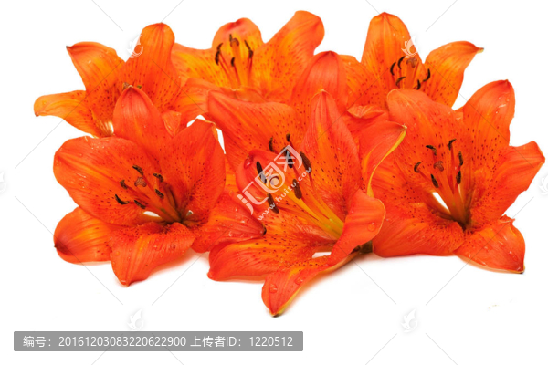 老虎百合花