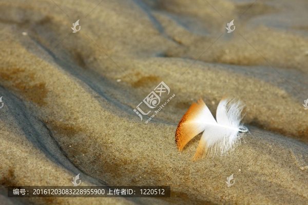 沙灘上的橙色羽毛