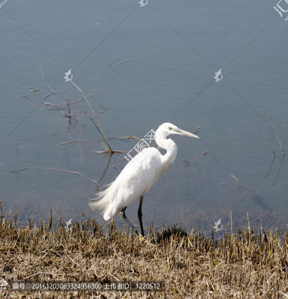 白鷺Egretta,garzetta河邊