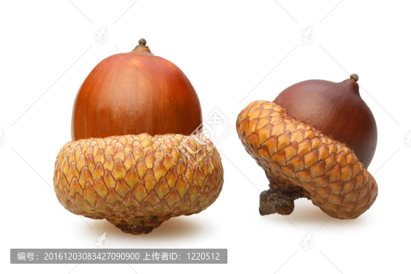 兩橡果棕色特寫