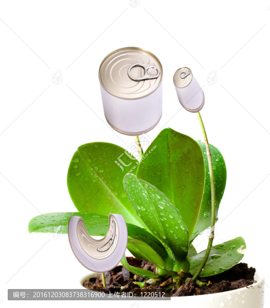 轉(zhuǎn)基因植物