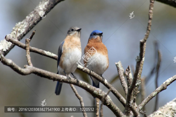 一雙藍(lán)知更鳥