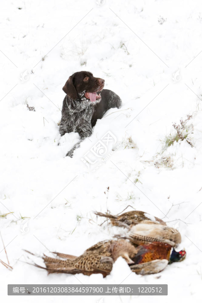 帶著捕獲的獵犬