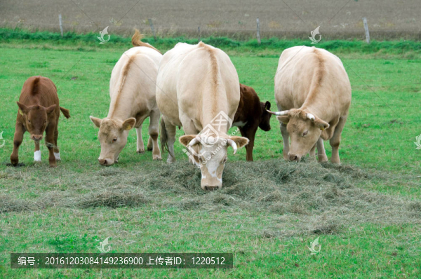 牧場(chǎng)奶牛。