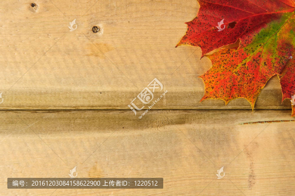 起伏的秋天秋天的落葉在質(zhì)樸的木材背景