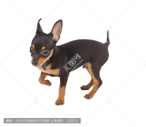 俄羅斯玩具獵犬在白色背景