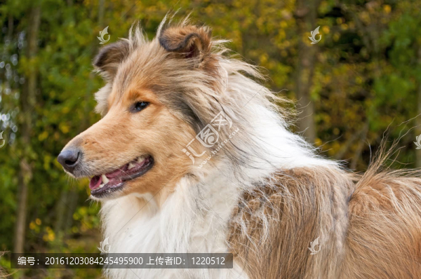 牧羊犬