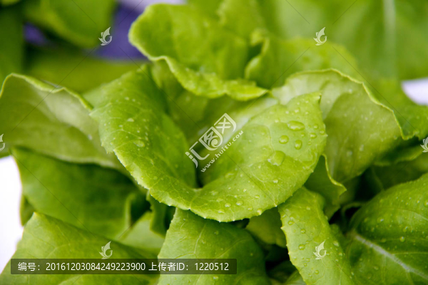在菜園里種植生菜