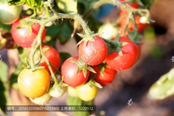 菜園西紅柿準(zhǔn)備采摘