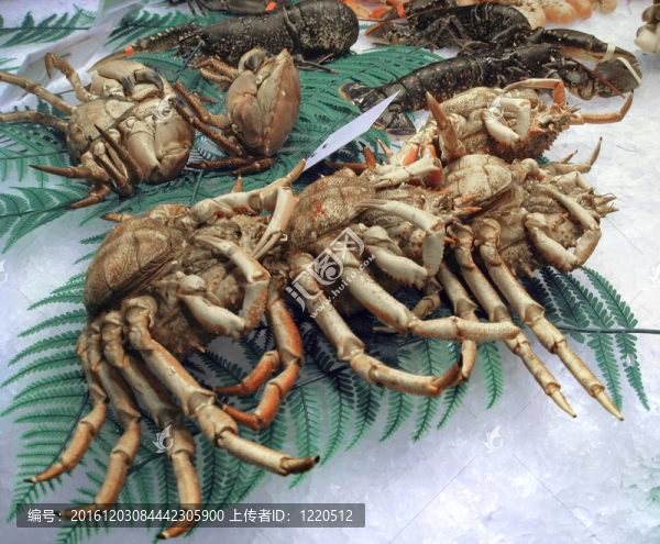 甲殼動(dòng)物