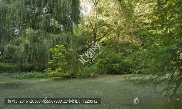 雜草叢生的小湖在liliental