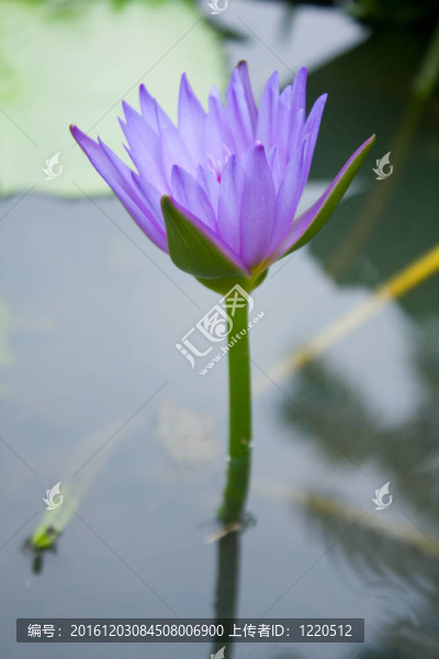 藍色蓮花。