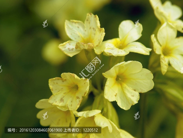 櫻草花