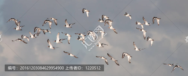 蠣鷸