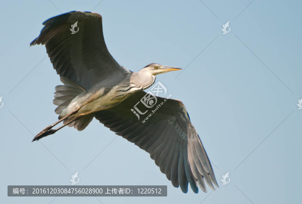 蒼鷺飛行