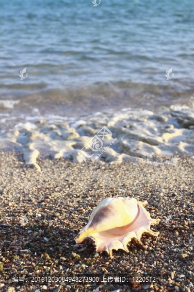 海貝殼