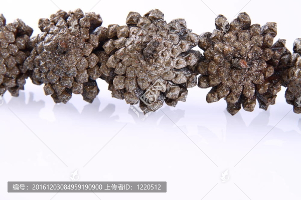 針葉樹背景