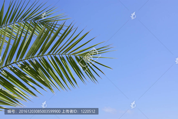 棕櫚枝