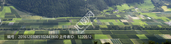 葡萄園的山谷