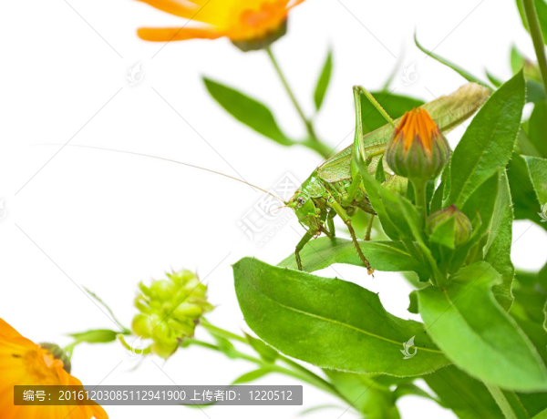 蚱蜢坐在金盞花